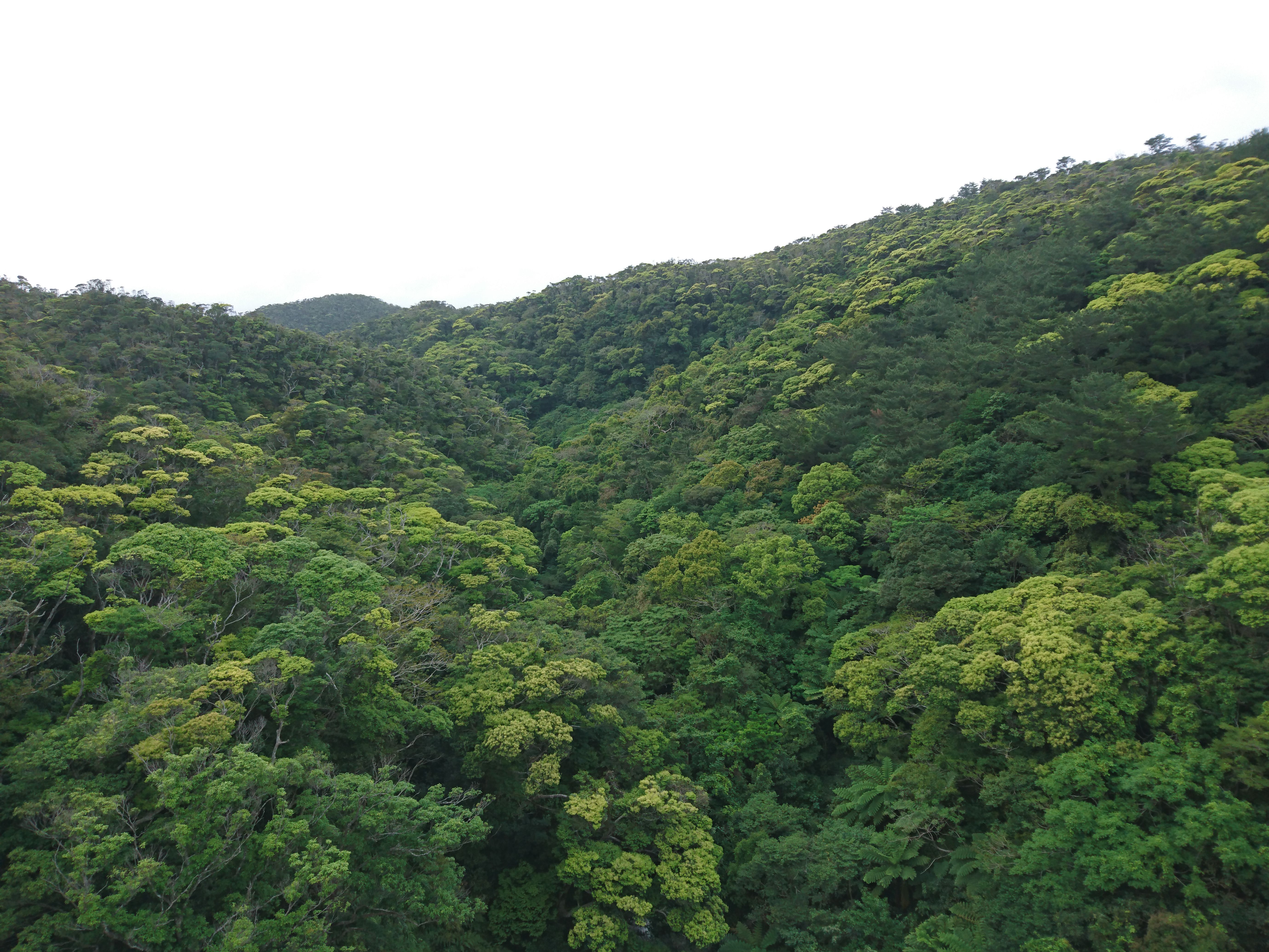 沖縄県大宜味村大宜味の写真 １枚目